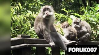 Wild Animals Collection 2