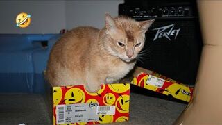 You Definitely Laugh, Trust me | Funniest Cats Expression Video | Funny Cats Life