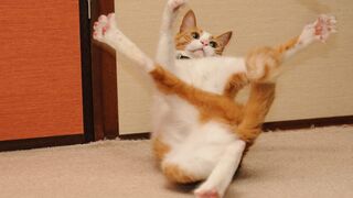 New Funny and Adorable Cats and Animals Compilation #cats #cute #animals