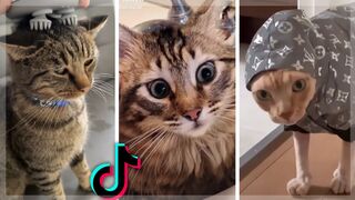 Funny and cute cats compilations