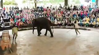PERTUNJUKAN GAJAH
