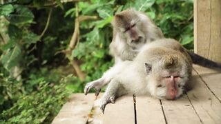 Wild Animals Collection 3