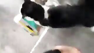 Cat running away with food