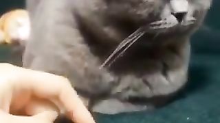 A cat wrapping its fingers around a finger