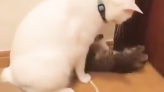 Kitten who wants to play with older cat.