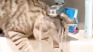 Cat with a soaked head