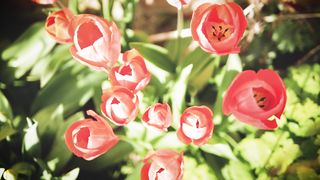 flowers 3