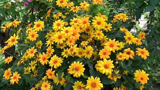 flowes 4