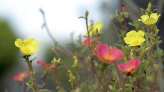 flowes 5