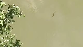sanke in water