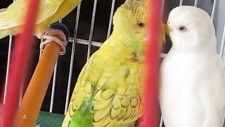 Australian parrot amazing video