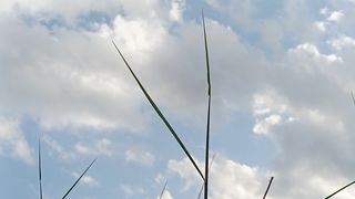 Nature simple