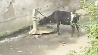 Amazing Thirsty Cow Drinking Milk