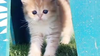 the cat is playing in the garden