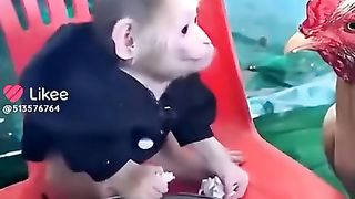 Obezjanka_i_Kurica)