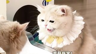 When a friend's cat comes to my house