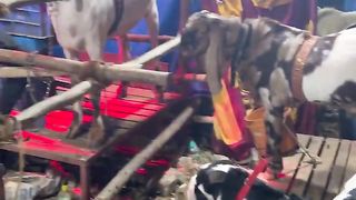 bangalore-goat-market-bangalore-bakrid-bakra-market-mandi-bakrid-2023-viral-shorts-ed.4