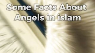 Angel Fact ????