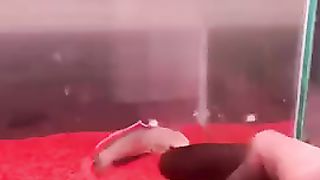 Channa limbata lawu