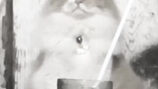 Seeing People Eat, The Cat Wants