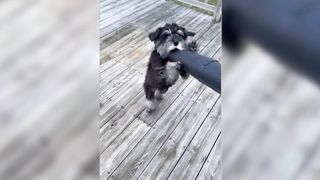 Funniest Animals Video - Funny Dogs And Cats - Try Not To Laugh Animals 2023 4