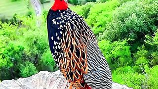 Most Beautiful Birds 02 | #naturevideo #calming #febspot#viralshorts