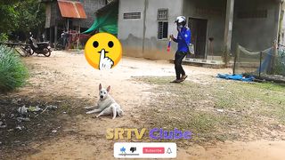 Fans Horn and Tiger Fake Prank VS Dogs Funny Funny prank