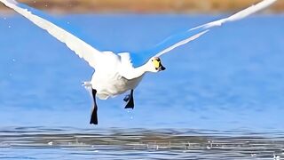 Most Beautiful Birds 03 | #nature #life#peace#happy#shorts