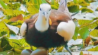 Most Beautiful Birds 04 | #meditation #febspot #viralshorts #shorts #natural #peace