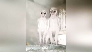 Случаи с Животными