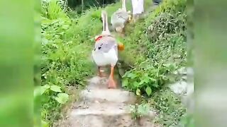 Animals Funny Videos (TiKTok)