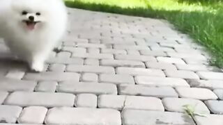 CUTE DOG