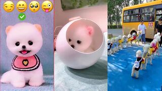 Funny and Cute pets video ! Must watch