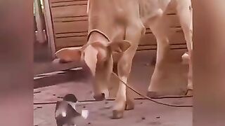 Cats are strong????