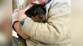 Cute baby dog
