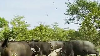 Lion attack