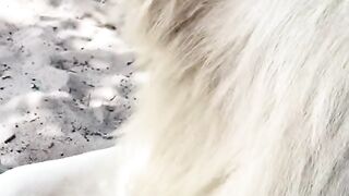 Big Cat Teeth (TiKTok)