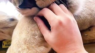 Boops ! Big Cat (TiKTok)