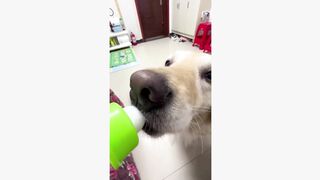 dinner#dog #dogsoftiktok #funnyvideo #fyp