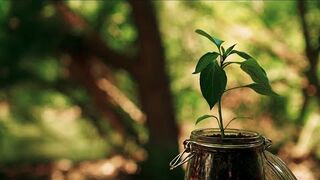 THE SEED -- Inspirational Short Film