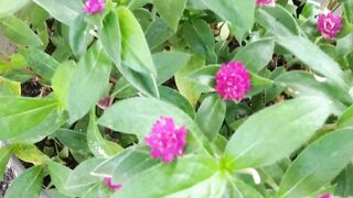 Beautiful  flowers ????