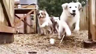 So funny video