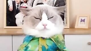 Tiktok Compilation | Chef cat P1