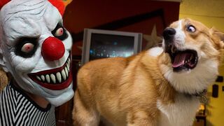 FUNNY Dogs Scared of Halloween Compilation / Funny Babies and Pets