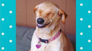 Cute SMILING Dogs_ Funny Pets Video Compilation