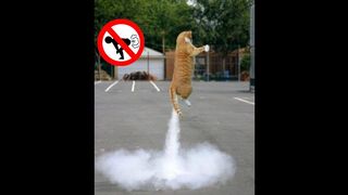 Funny dogs and cats scared of farts compilation (Try not to laugh)