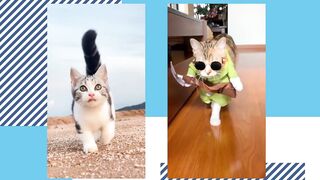 Cute Cat (Tiktok)