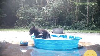 Funny Animal Video -  A mischievous bear cub