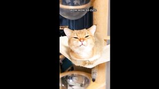 Cute cats ( Tiktok )