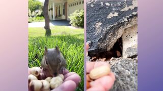 Cute squirrel (Tiktok)